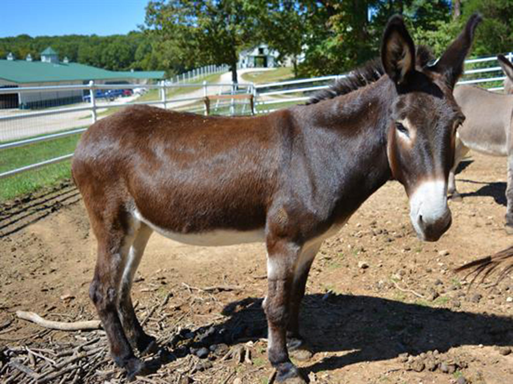 Last week's pet, still availalbe: Limerick